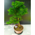 Żywe Drzewko Bonsai Modrzew Europejski Larix Decidua Prezent 11-letni 223