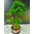 Żywe Drzewko Bonsai Modrzew Europejski Larix Decidua Prezent 11-letni 223