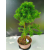 Żywe Drzewko Bonsai Modrzew Europejski Larix Decidua Prezent 11-letni 223