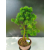 Żywe Drzewko Bonsai Modrzew Europejski Larix Decidua Prezent 11-letni 223