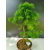 Żywe Drzewko Bonsai Modrzew Europejski Larix Decidua Prezent 11-letni 223