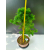 Żywe Drzewko Bonsai Modrzew Europejski Larix Decidua Prezent 11-letni 223