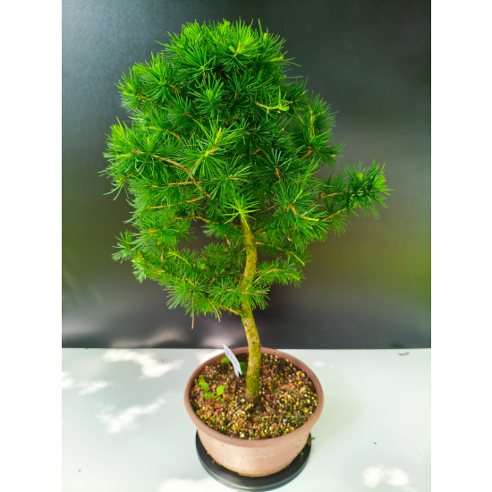 Żywe Drzewko Bonsai Modrzew Europejski Larix Decidua Prezent 11-letni 223