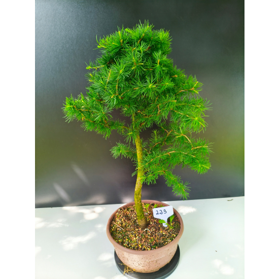 Żywe Drzewko Bonsai Modrzew Europejski Larix Decidua Prezent 11-letni 223