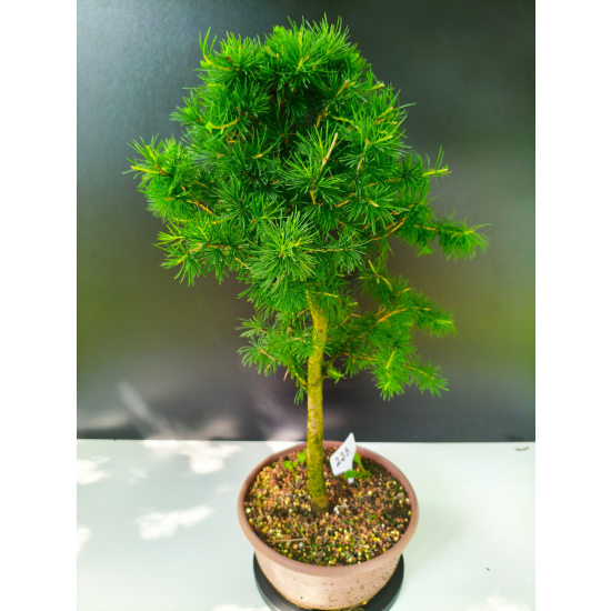 Żywe Drzewko Bonsai Modrzew Europejski Larix Decidua Prezent 11-letni 223