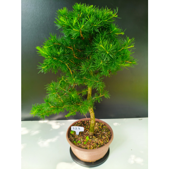 Żywe Drzewko Bonsai Modrzew Europejski Larix Decidua Prezent 11-letni 223