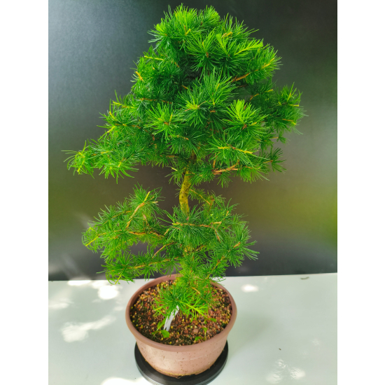 Żywe Drzewko Bonsai Modrzew Europejski Larix Decidua Prezent 11-letni 223