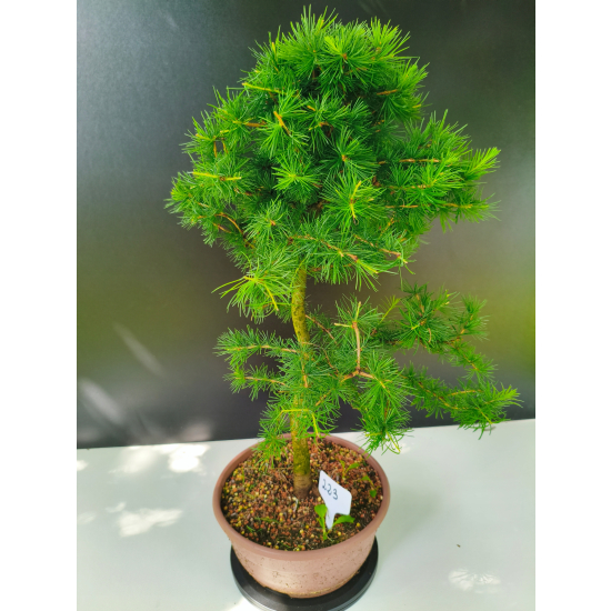 Żywe Drzewko Bonsai Modrzew Europejski Larix Decidua Prezent 11-letni 223