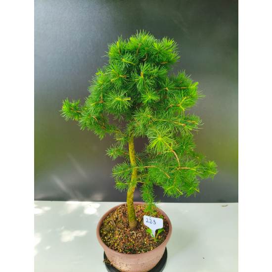 Żywe Drzewko Bonsai Modrzew Europejski Larix Decidua Prezent 11-letni 223
