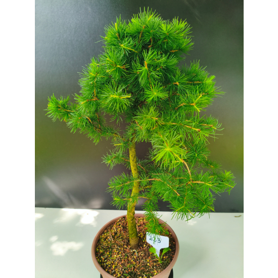 Żywe Drzewko Bonsai Modrzew Europejski Larix Decidua Prezent 11-letni 223