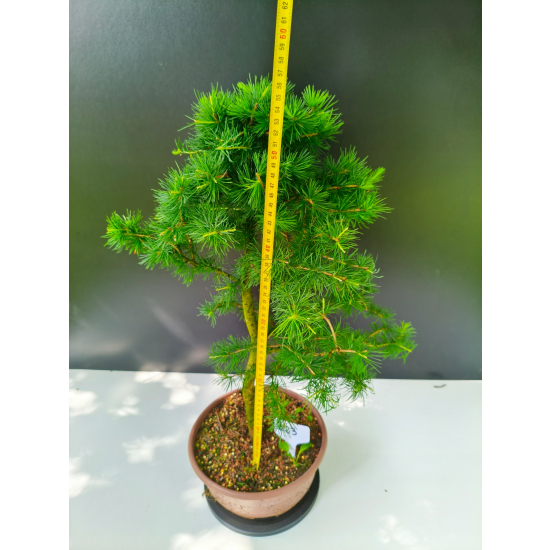 Żywe Drzewko Bonsai Modrzew Europejski Larix Decidua Prezent 11-letni 223