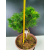 Żywe Drzewko Bonsai Modrzew Europejski Larix Decidua Prezent 11-letni 122