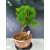 Żywe Drzewko Bonsai Modrzew Europejski Larix Decidua Prezent 11-letni 122