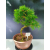 Żywe Drzewko Bonsai Modrzew Europejski Larix Decidua Prezent 11-letni 122