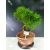 Żywe Drzewko Bonsai Modrzew Europejski Larix Decidua Prezent 11-letni 122