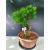 Żywe Drzewko Bonsai Modrzew Europejski Larix Decidua Prezent 11-letni 122