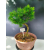 Żywe Drzewko Bonsai Modrzew Europejski Larix Decidua Prezent 11-letni 122