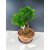 Żywe Drzewko Bonsai Modrzew Europejski Larix Decidua Prezent 11-letni 122