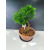 Żywe Drzewko Bonsai Modrzew Europejski Larix Decidua Prezent 11-letni 122