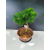 Żywe Drzewko Bonsai Modrzew Europejski Larix Decidua Prezent 11-letni 122