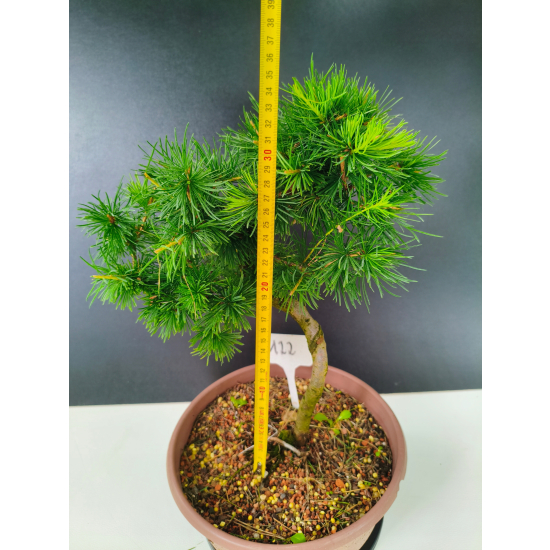 Żywe Drzewko Bonsai Modrzew Europejski Larix Decidua Prezent 11-letni 122