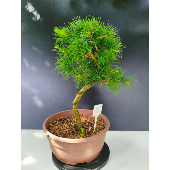 Żywe Drzewko Bonsai Modrzew Europejski Larix Decidua Prezent 11-letni 122