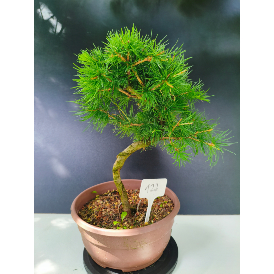 Żywe Drzewko Bonsai Modrzew Europejski Larix Decidua Prezent 11-letni 122