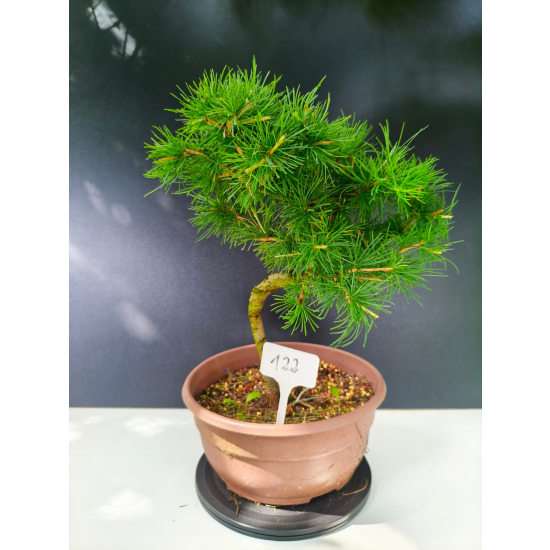 Żywe Drzewko Bonsai Modrzew Europejski Larix Decidua Prezent 11-letni 122