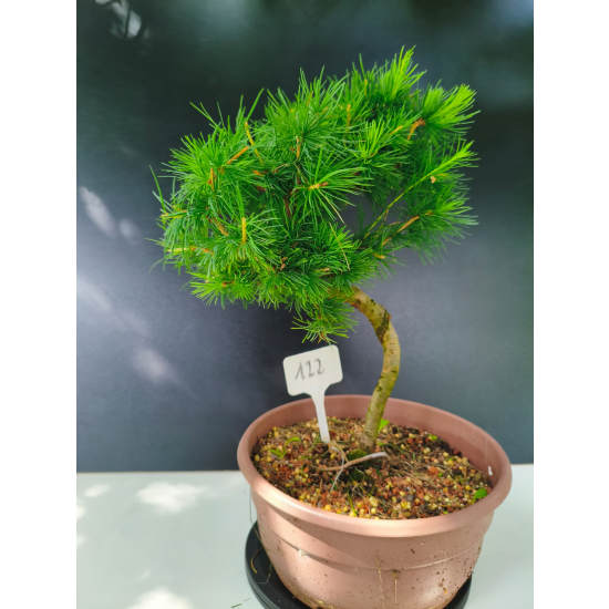 Żywe Drzewko Bonsai Modrzew Europejski Larix Decidua Prezent 11-letni 122