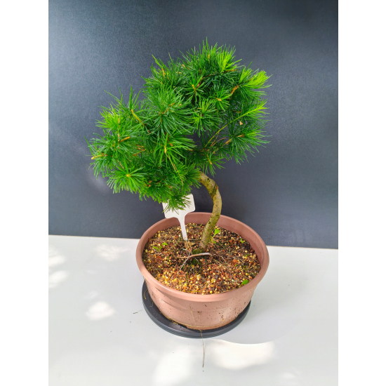 Żywe Drzewko Bonsai Modrzew Europejski Larix Decidua Prezent 11-letni 122