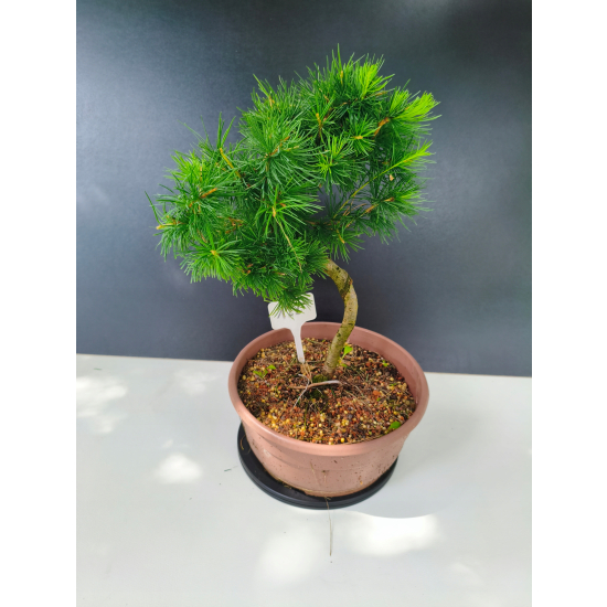 Żywe Drzewko Bonsai Modrzew Europejski Larix Decidua Prezent 11-letni 122
