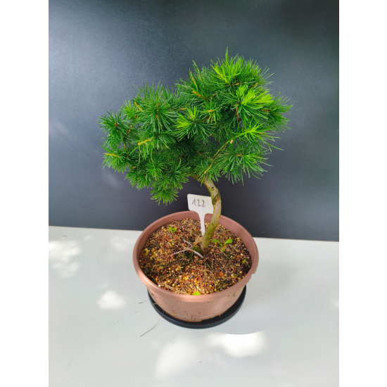 Żywe Drzewko Bonsai Modrzew Europejski Larix Decidua Prezent 11-letni 122