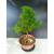 Żywe Drzewko Bonsai Modrzew Europejski Larix Decidua Prezent 11-letni 228