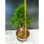 Żywe Drzewko Bonsai Modrzew Europejski Larix Decidua Prezent 11-letni 228