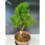 Żywe Drzewko Bonsai Modrzew Europejski Larix Decidua Prezent 11-letni 228
