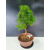 Żywe Drzewko Bonsai Modrzew Europejski Larix Decidua Prezent 11-letni 228
