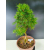 Żywe Drzewko Bonsai Modrzew Europejski Larix Decidua Prezent 11-letni 228