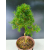 Żywe Drzewko Bonsai Modrzew Europejski Larix Decidua Prezent 11-letni 228