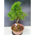 Żywe Drzewko Bonsai Modrzew Europejski Larix Decidua Prezent 11-letni 228