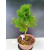 Żywe Drzewko Bonsai Modrzew Europejski Larix Decidua Prezent 11-letni 228