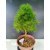 Żywe Drzewko Bonsai Modrzew Europejski Larix Decidua Prezent 11-letni 228