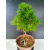 Żywe Drzewko Bonsai Modrzew Europejski Larix Decidua Prezent 11-letni 228