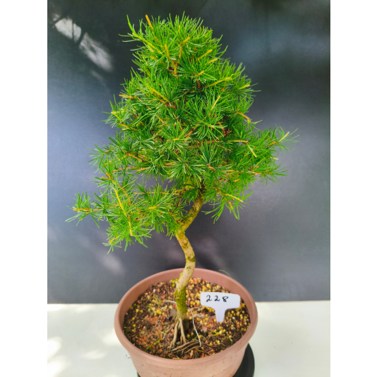 Żywe Drzewko Bonsai Modrzew Europejski Larix Decidua Prezent 11-letni 228