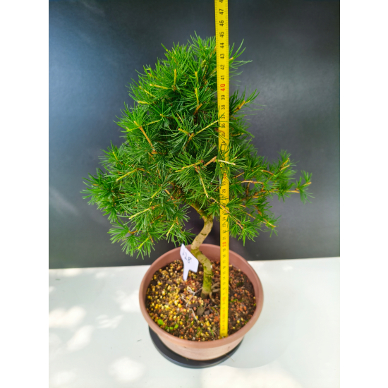 Żywe Drzewko Bonsai Modrzew Europejski Larix Decidua Prezent 11-letni 228