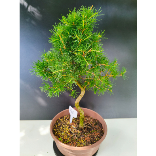 Żywe Drzewko Bonsai Modrzew Europejski Larix Decidua Prezent 11-letni 228