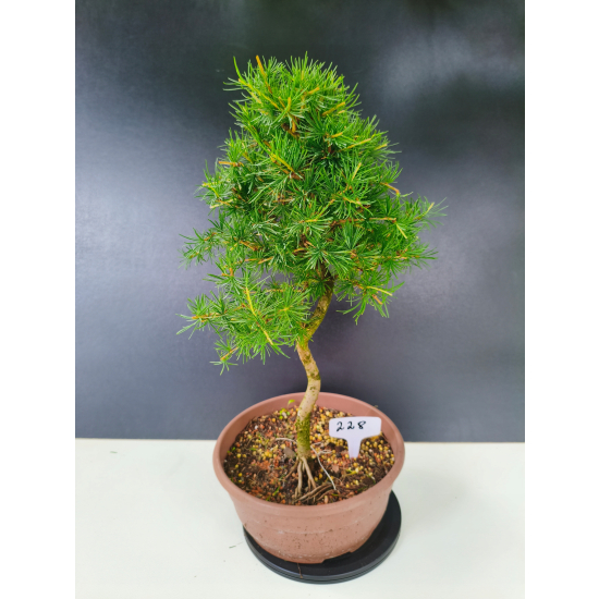 Żywe Drzewko Bonsai Modrzew Europejski Larix Decidua Prezent 11-letni 228