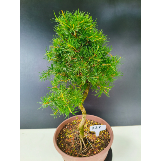 Żywe Drzewko Bonsai Modrzew Europejski Larix Decidua Prezent 11-letni 228