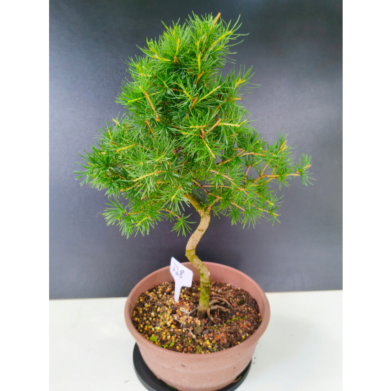 Żywe Drzewko Bonsai Modrzew Europejski Larix Decidua Prezent 11-letni 228