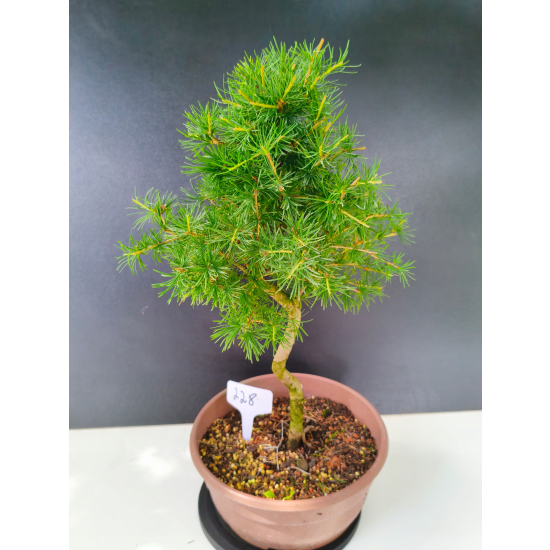 Żywe Drzewko Bonsai Modrzew Europejski Larix Decidua Prezent 11-letni 228