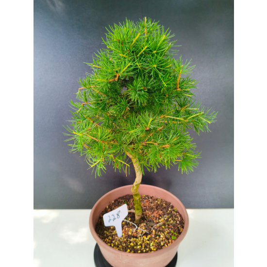 Żywe Drzewko Bonsai Modrzew Europejski Larix Decidua Prezent 11-letni 228